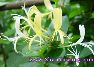 金银花