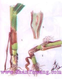 玉蜀黍根