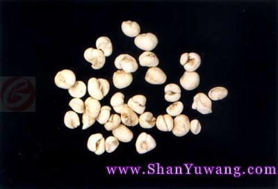 ��ĸ