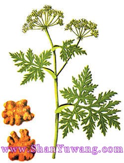川芎