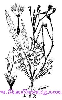 山苦荬