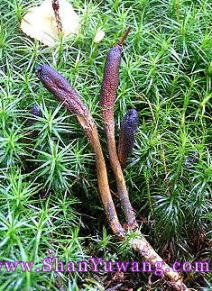 东虫夏草