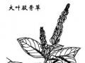 ��魸�|��魸��Ĺ�Ч������