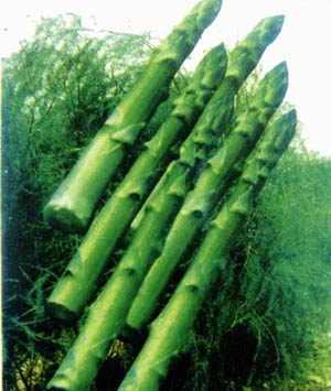 养生保健好食材 芦笋的食用技巧