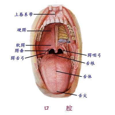 什么是口腔扁平苔藓