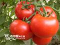 �ļ�����ָ�ϣ���������Ӫ��